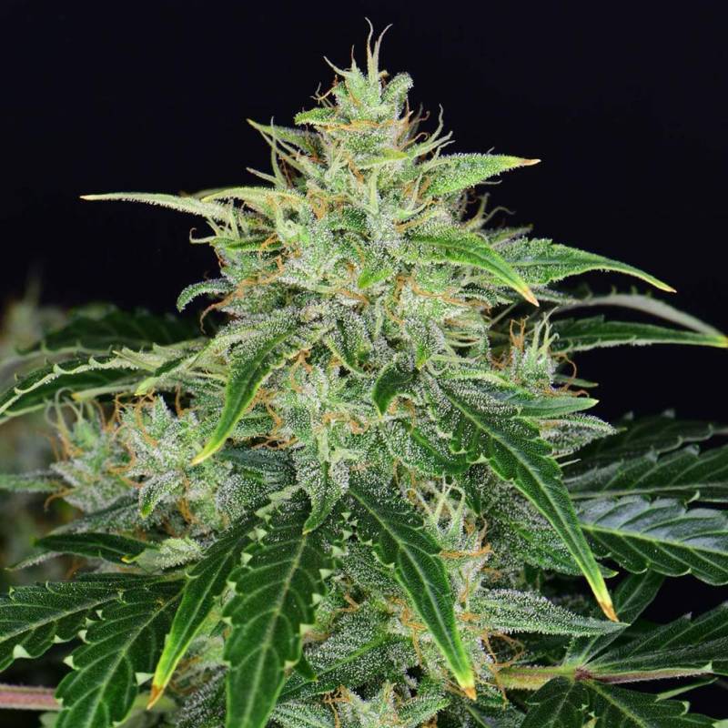 CBD Auto 20:1 5 Stück von Fast Buds