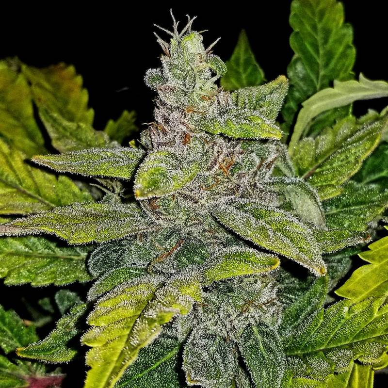 CBD Crack (CBD Auto 1:1) 5 Stück von Fast Buds