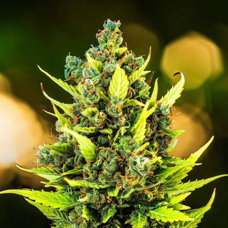Californian Snow Auto 5 Stück von Fast Buds