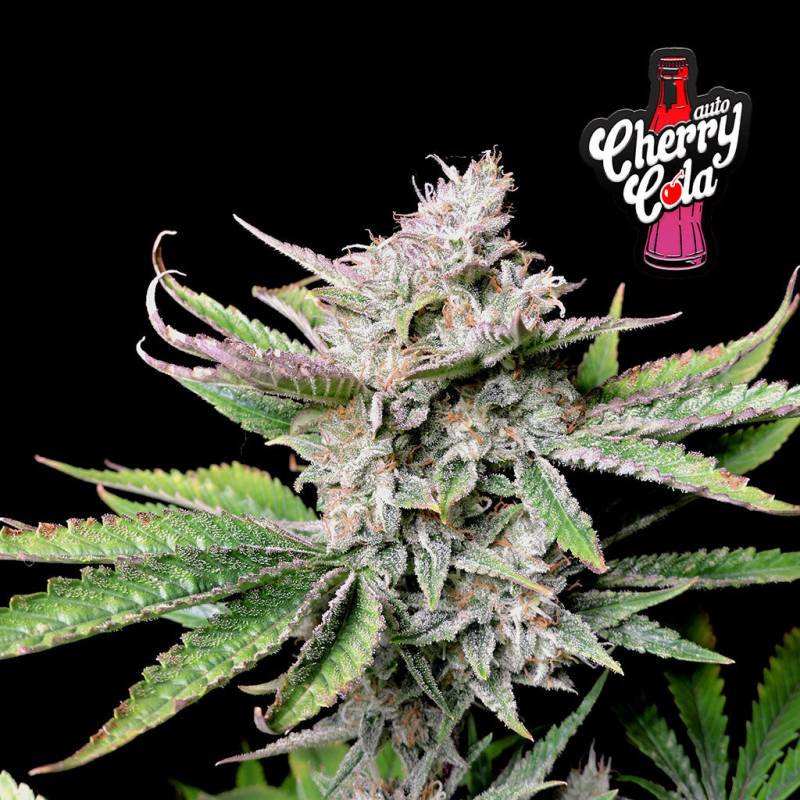 Cherry Cola Auto 5 Stück von Fast Buds