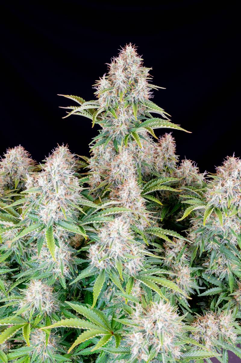 Cinderella Auto 5 Stück Cinderella Auto 5 Stück von Fast Buds