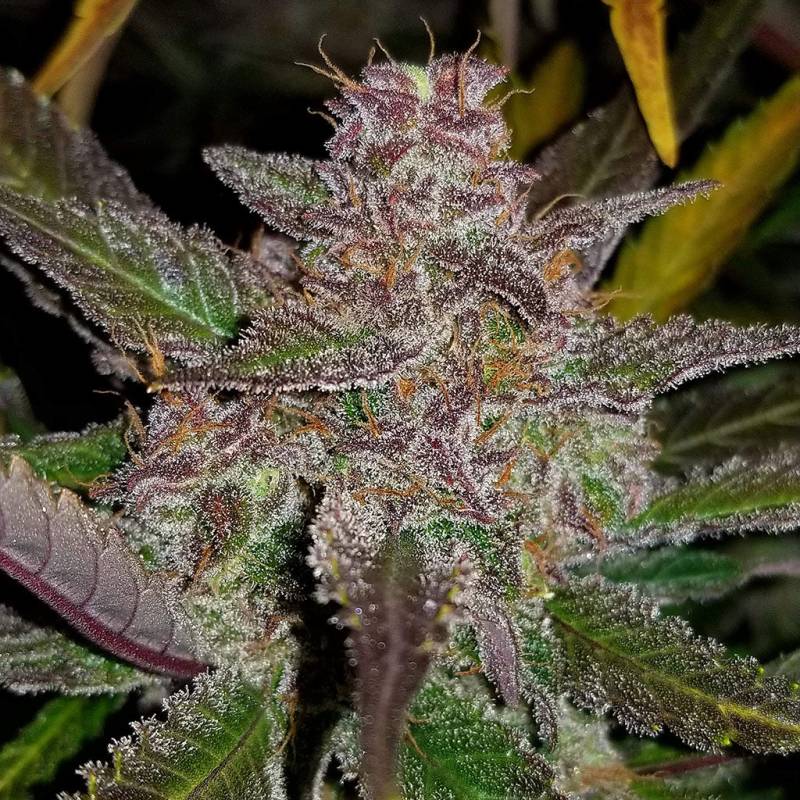 Cream Cookies Auto 5 Stück von Fast Buds