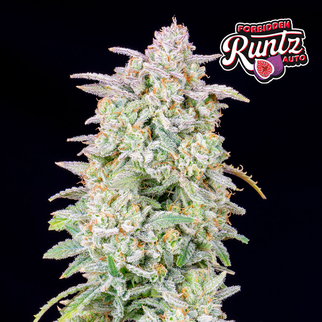 Forbidden Runtz Auto 5 Stück von Fast Buds