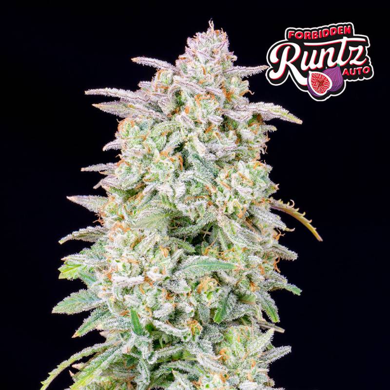 Forbidden Runtz Auto 5 Stück von Fast Buds