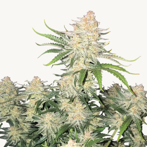 Frostbanger von Fast Buds