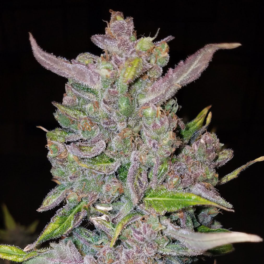 G14 Auto 5 Stück G14 Auto 5 Stück von Fast Buds