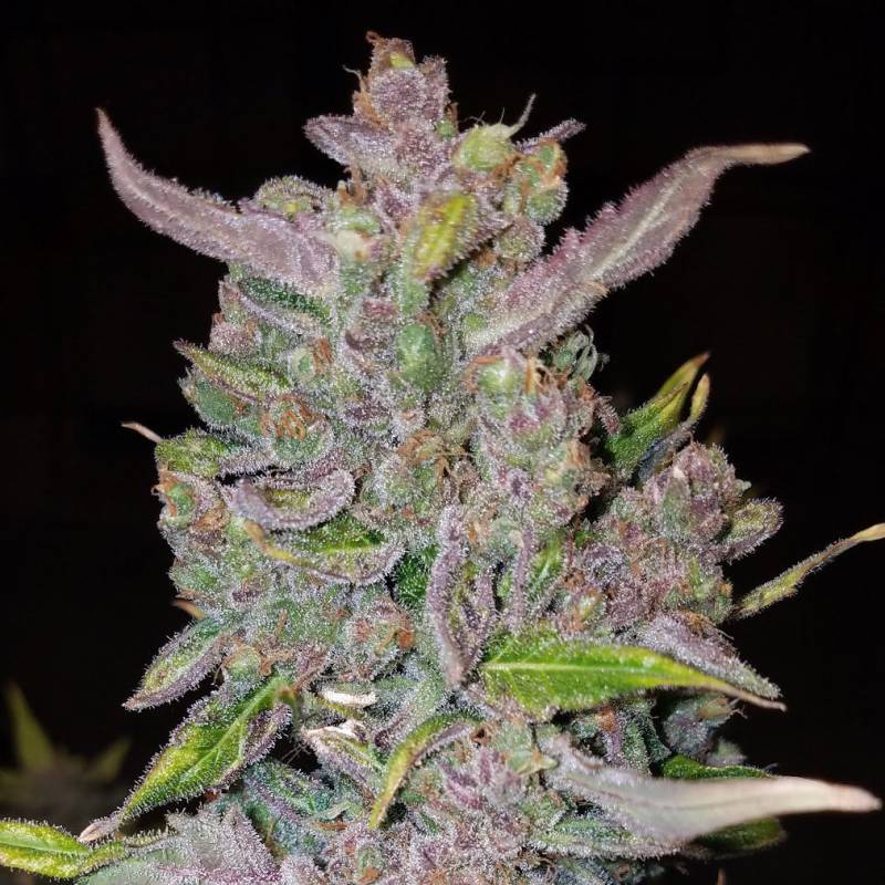 G14 Auto 5 Stück von Fast Buds