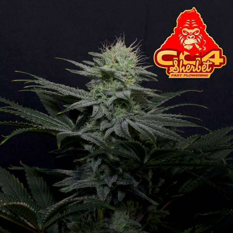 GG4 Sherbet FF 5 Stück von Fast Buds