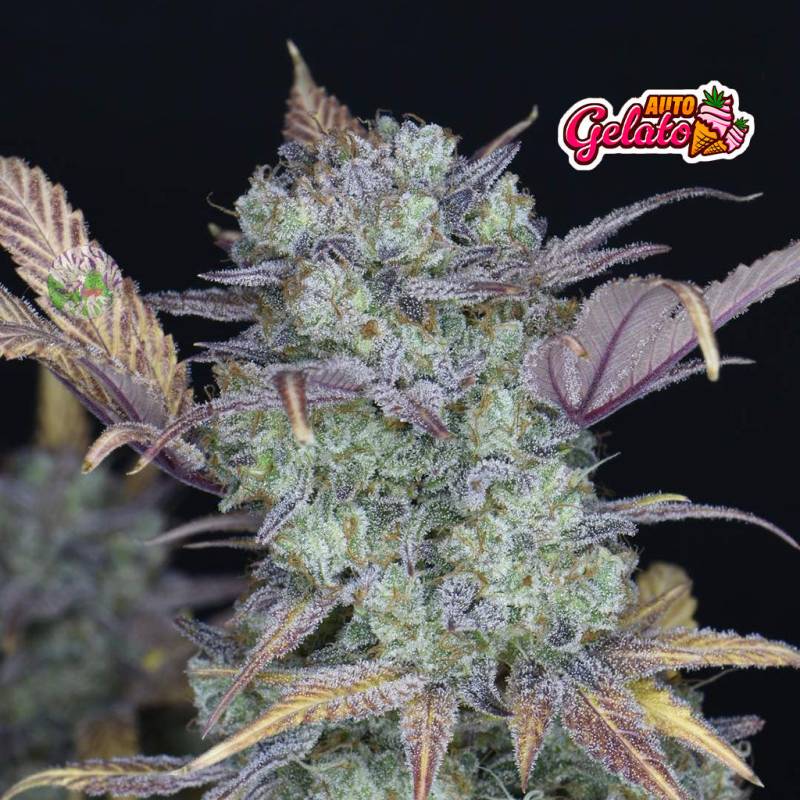Gelato Auto 5 Stück von Fast Buds