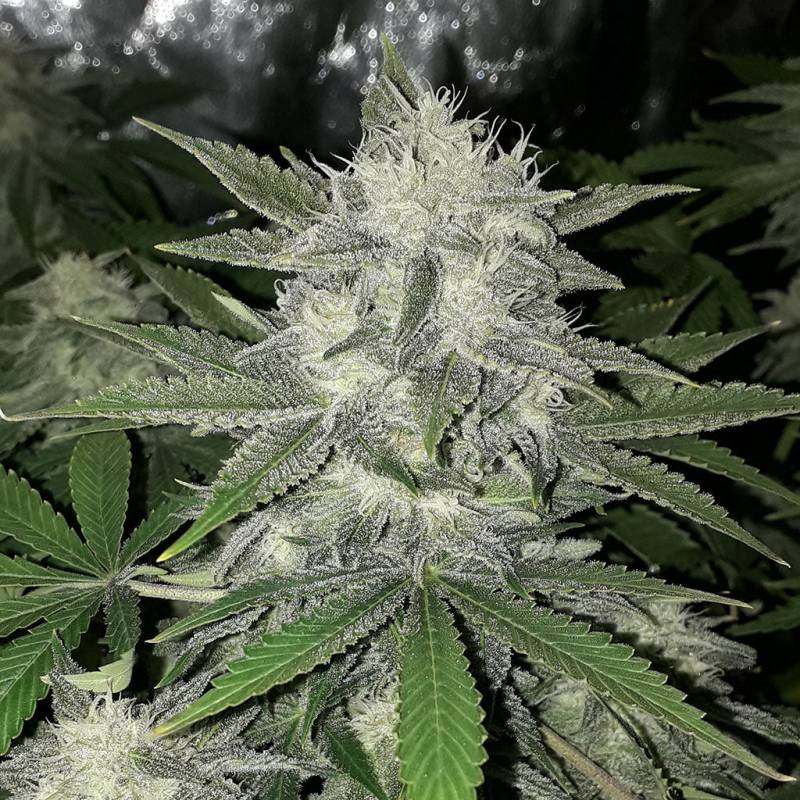 Girl Scout Cookies Auto 5 Stück von Fast Buds