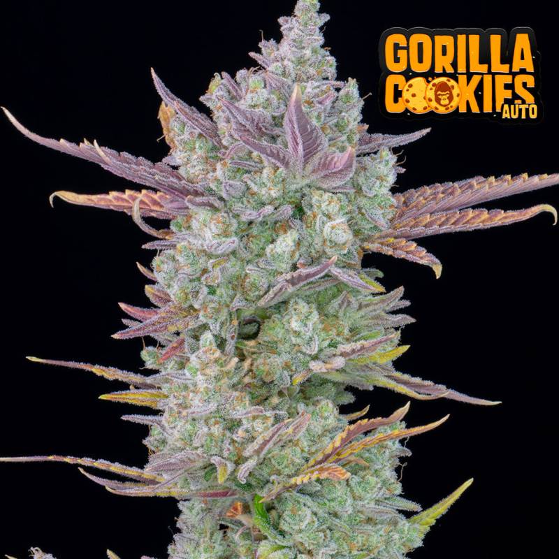 Gorilla Cookies von Fast Buds