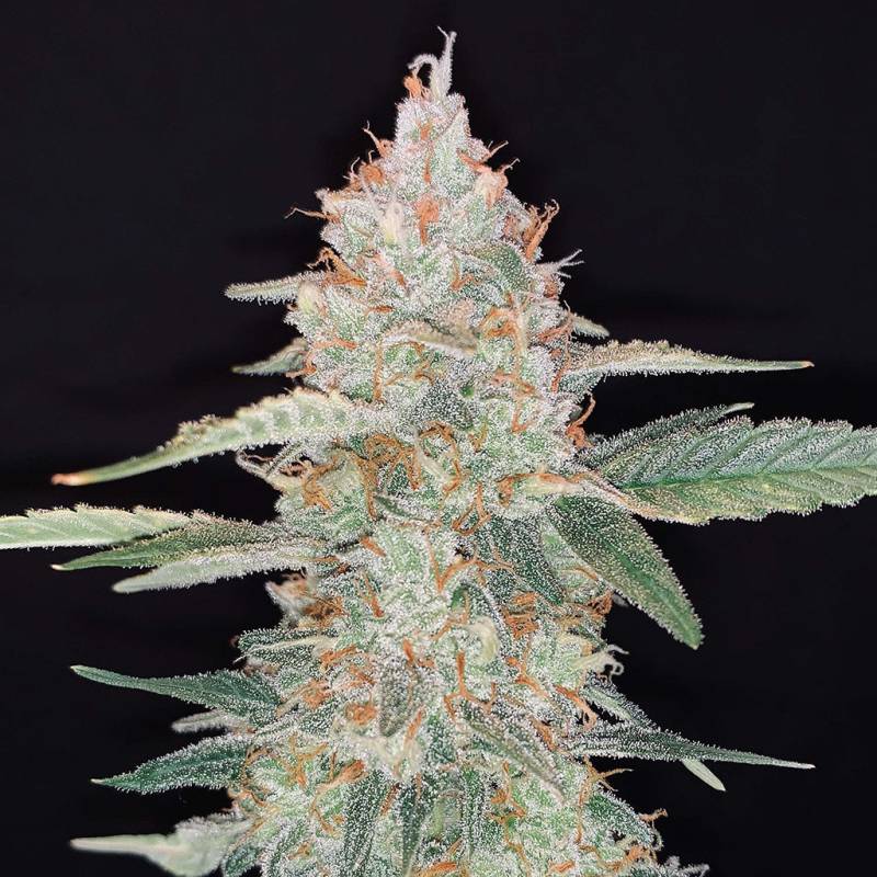 Gorilla Glue (Fast Buds) von Fast Buds