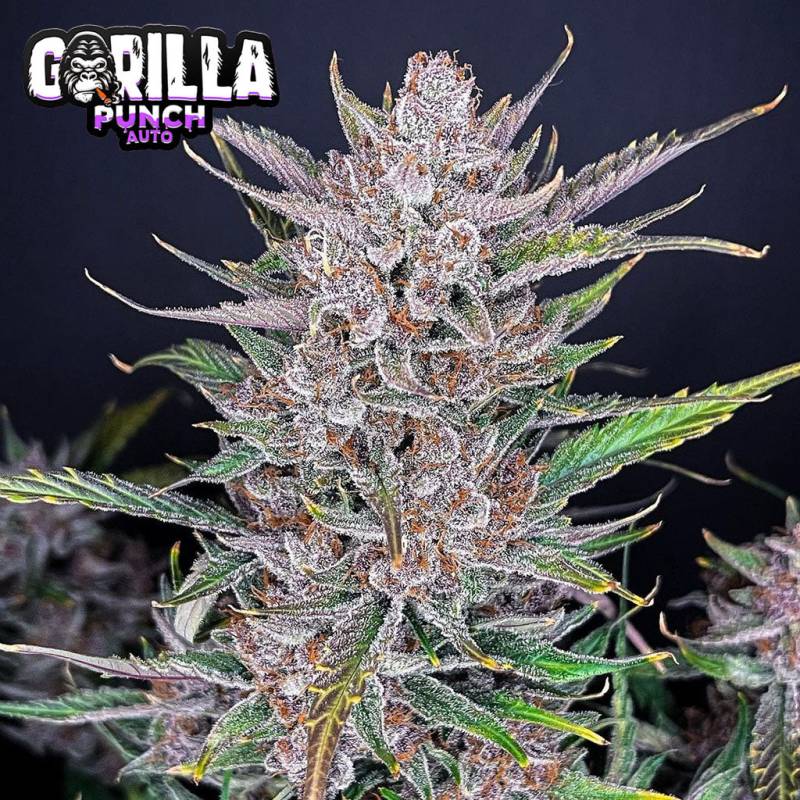 Gorilla Punch Auto 5 Stück Gorilla Punch Auto 5 Stück von Fast Buds