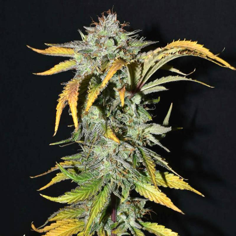 Grapefruit Auto 5 Stück von Fast Buds