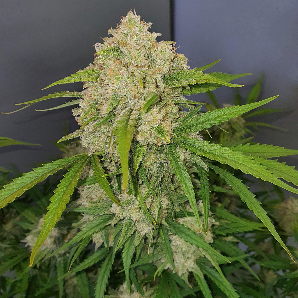 Green Crack Auto 5 Stück Green Crack Auto 5 Stück von Fast Buds