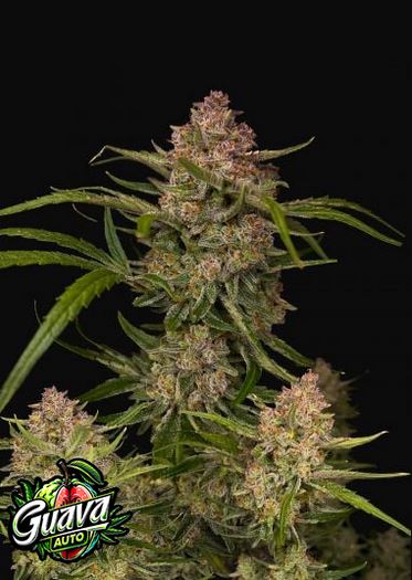 Guava Auto 5 Stück von Fast Buds