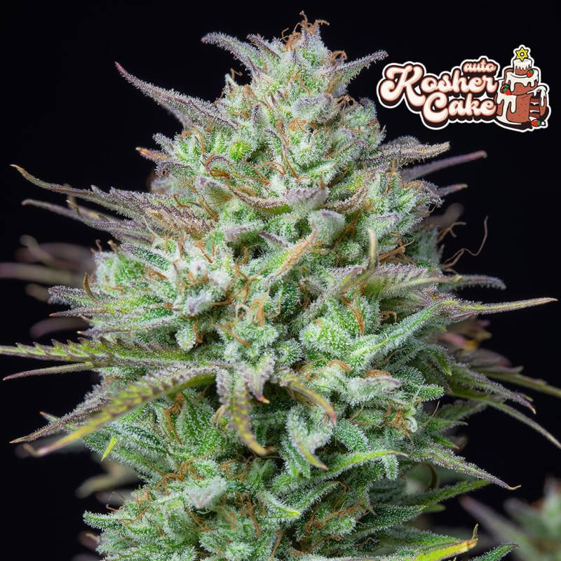 Kosher Cake Auto 5 Stück von Fast Buds