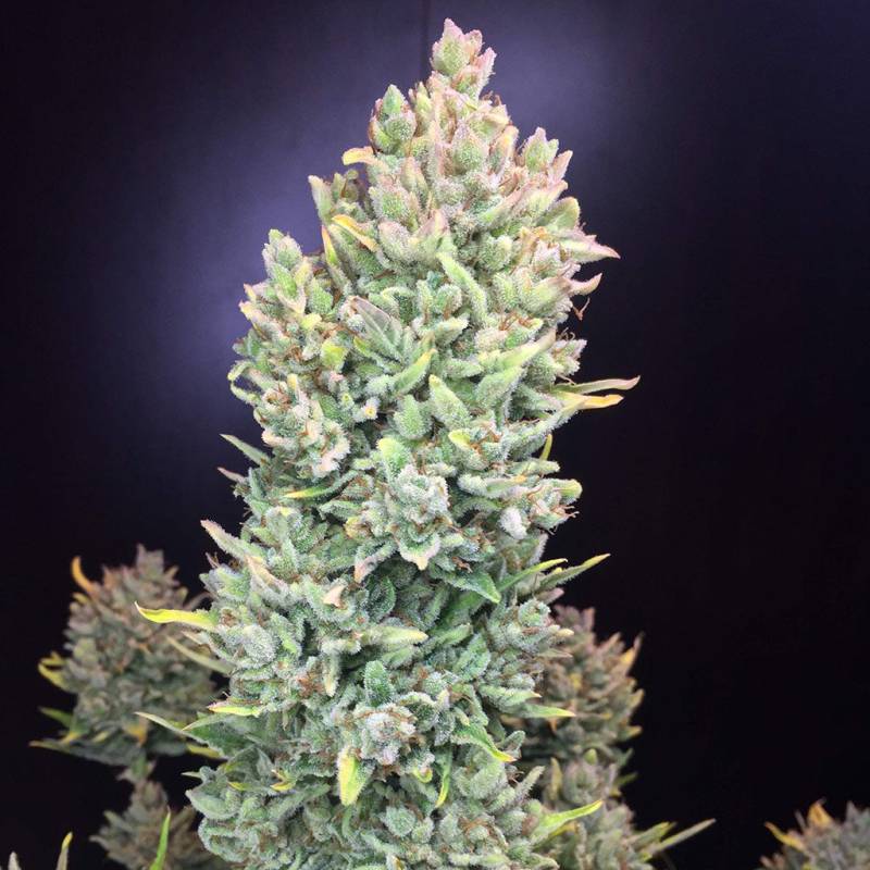 Lemon AK Auto 5 Stück von Fast Buds