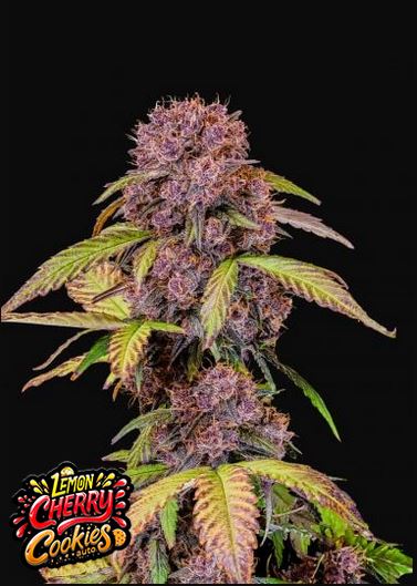 Lemon Cherry Cookies Auto 5 Stück von Fast Buds