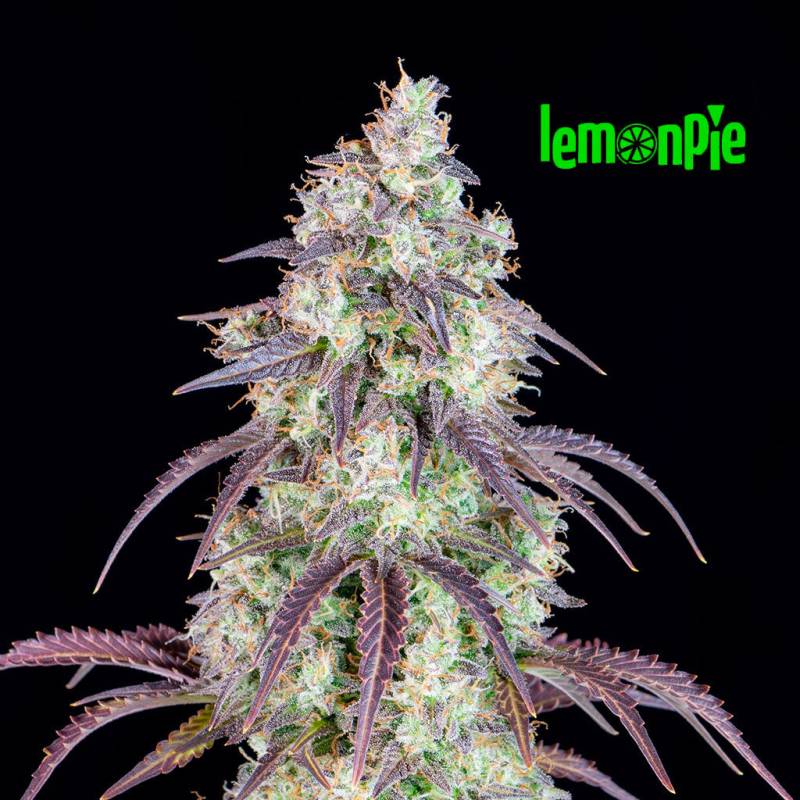 Lemon Pie Auto 5 Stück von Fast Buds