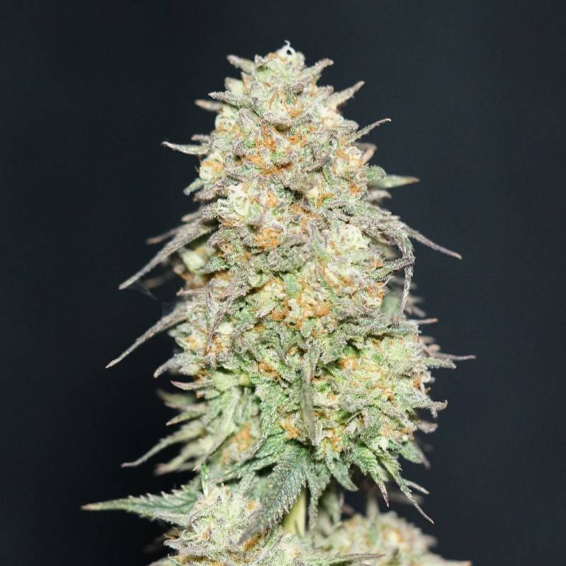 Lemonpaya Lemonpaya von Fast Buds