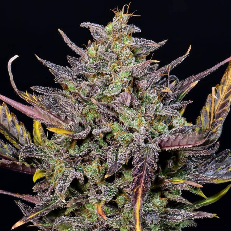 Mexican Airlines Auto 5 Stück von Fast Buds