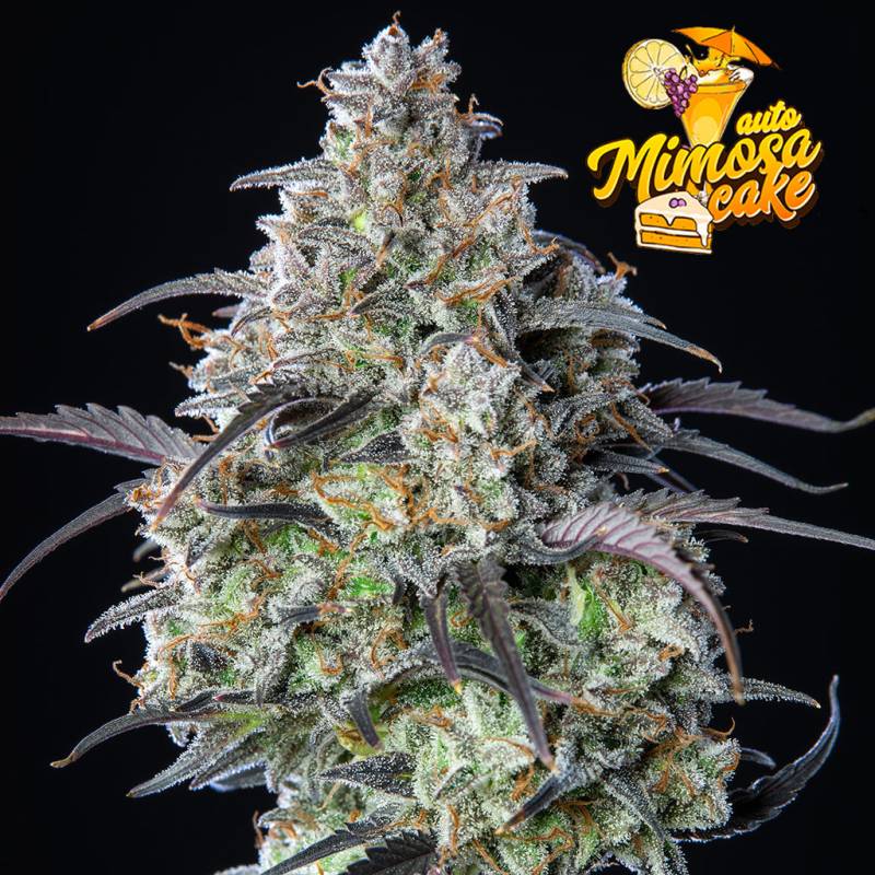 Mimosa Cake Auto 5 Stück von Fast Buds