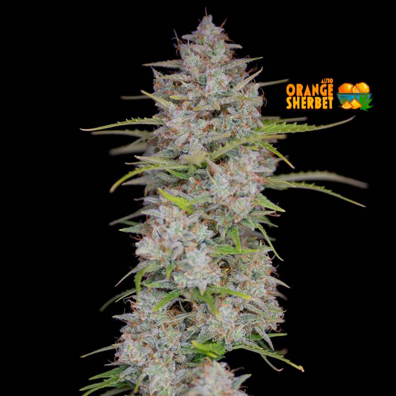 Orange Sherbet von Fast Buds