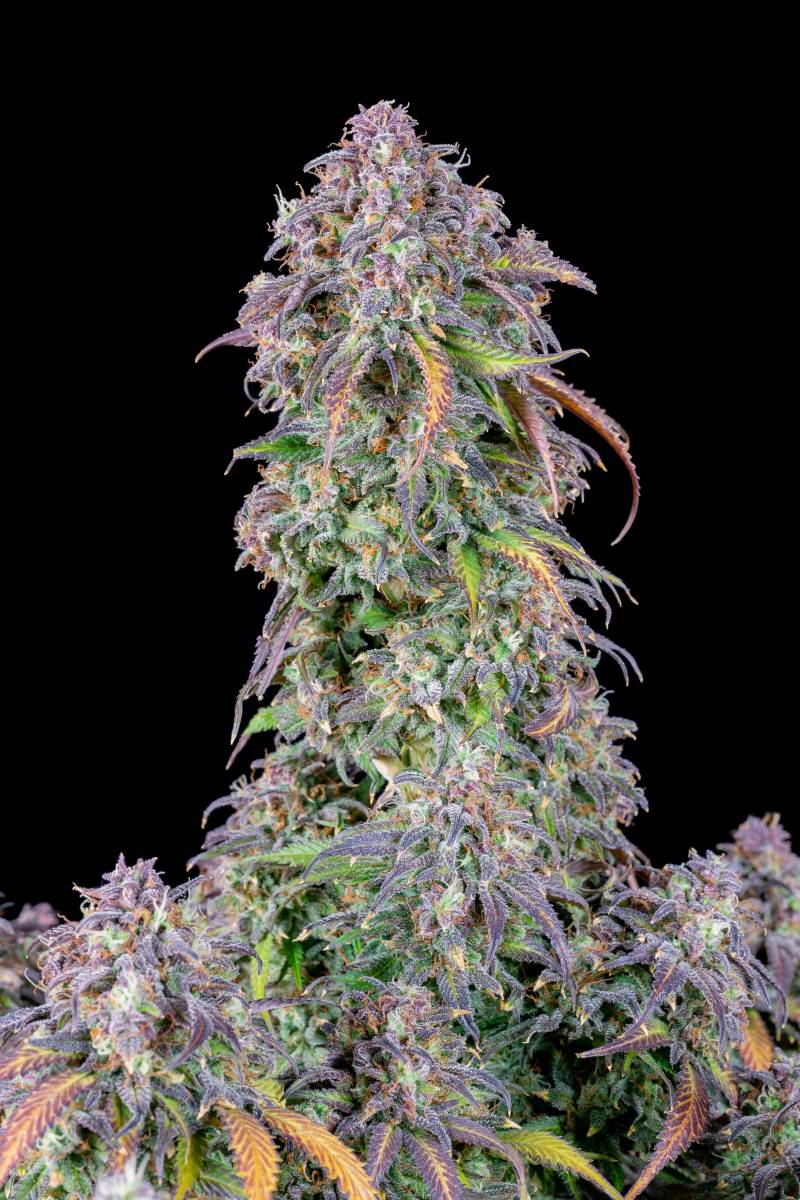 Original Blueberry Auto 5 Stück von Fast Buds