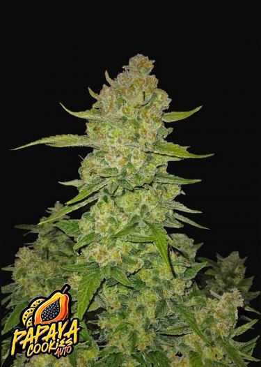 Papaya Cookies Auto 5 Stück von Fast Buds
