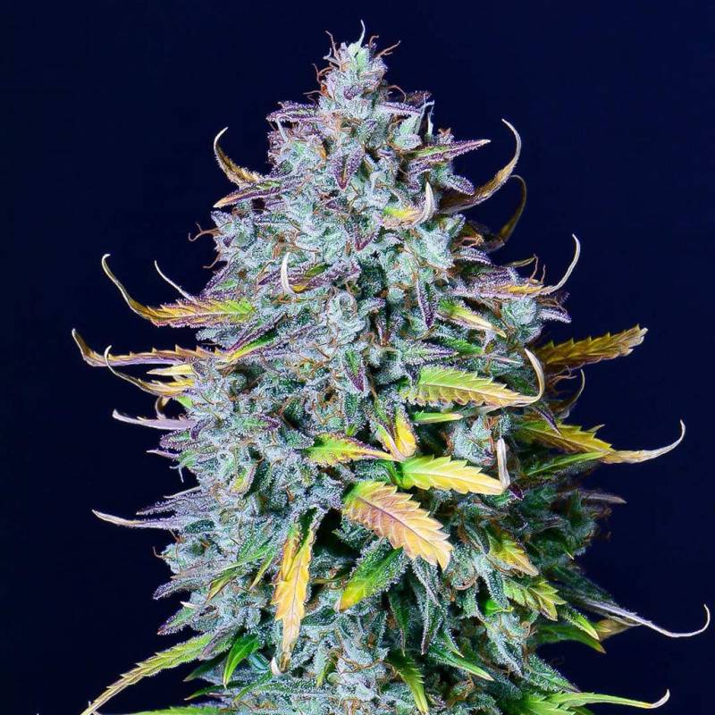 Pineapple Express Auto 5 Stück von Fast Buds