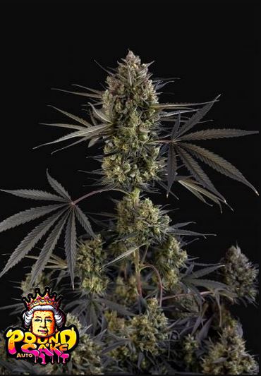 Pound Cake Auto 5 Stück von Fast Buds