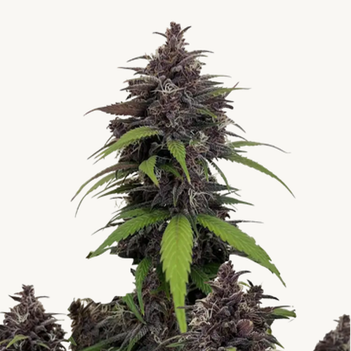Purple Haze von Fast Buds