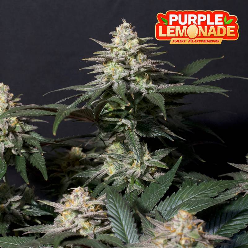 Purple Lemonade von Fast Buds