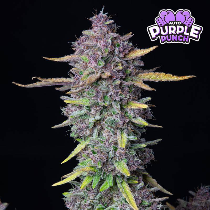 Purple Punch (Fast Buds) von Fast Buds