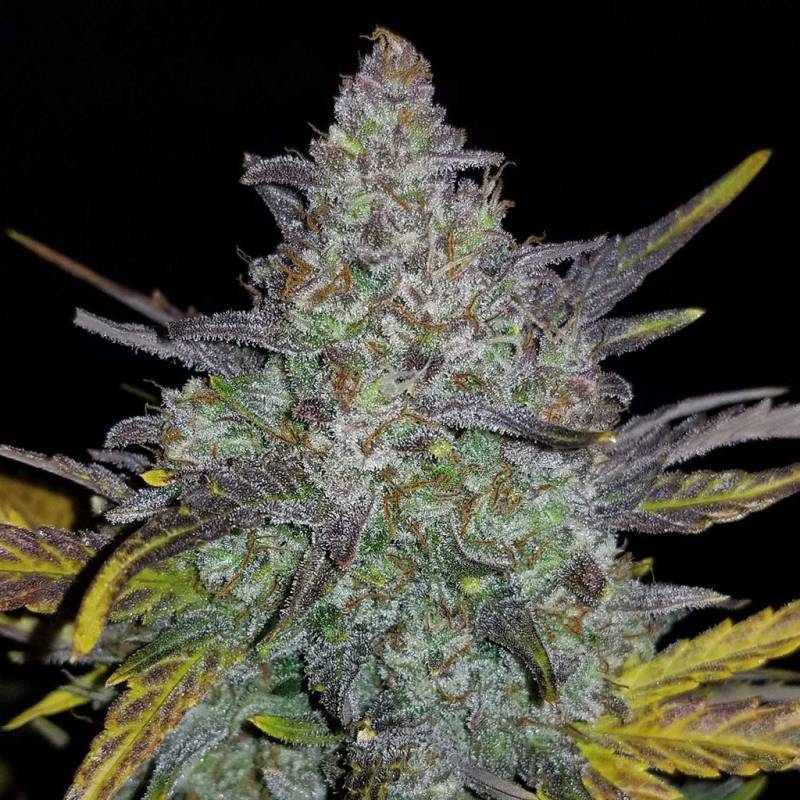 Rhino Ryder Auto 5 Stück von Fast Buds