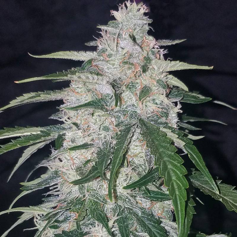Six Shooter Auto 5 Stück Six Shooter Auto 5 Stück von Fast Buds