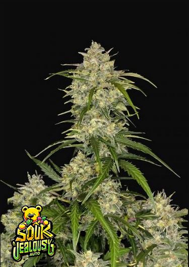 Sour Jealousy Auto 5 Stück von Fast Buds