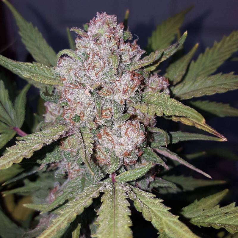 Stardawg Auto 5 Stück von Fast Buds