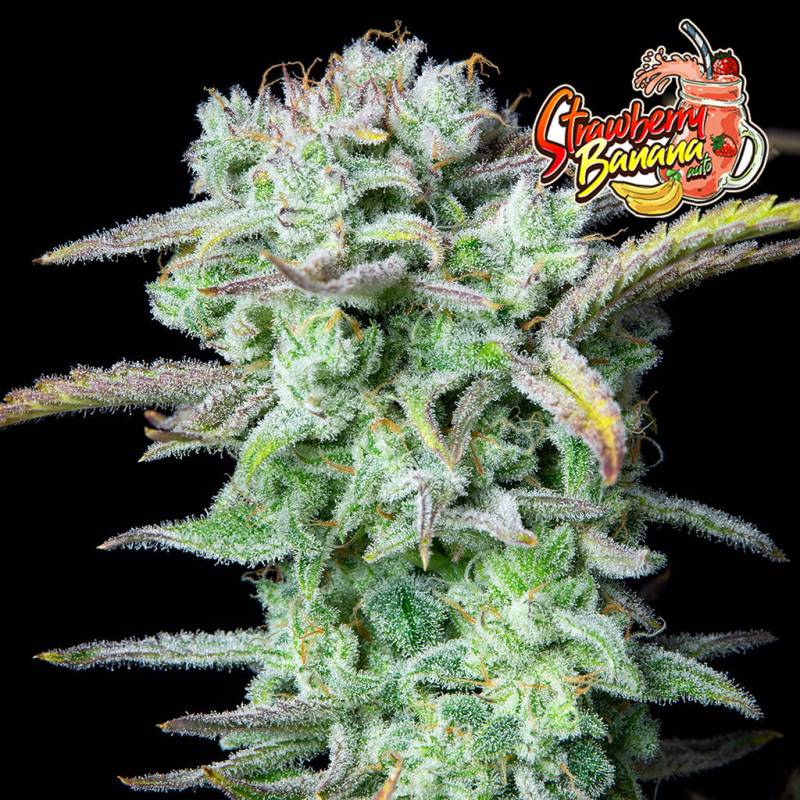 Strawberry Banana Auto 5 Stück von Fast Buds