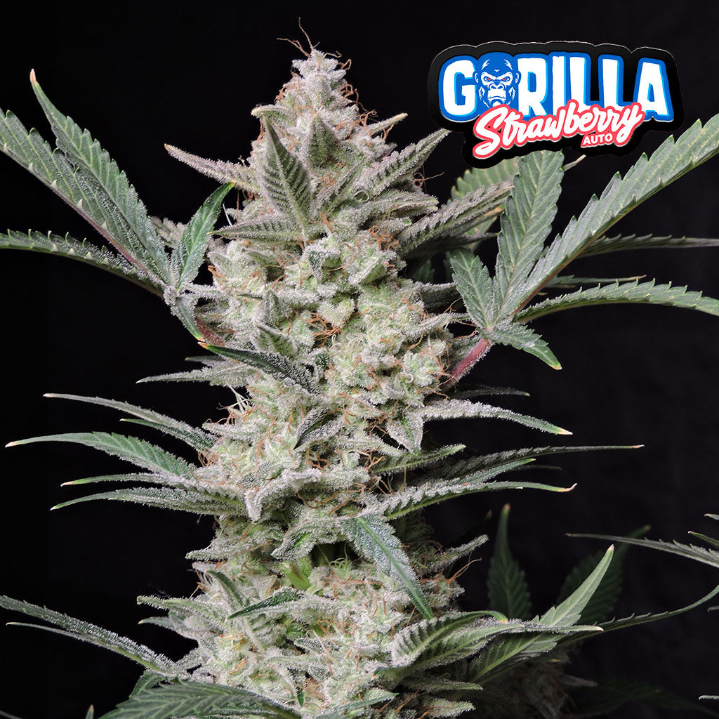 Strawberry Gorilla Auto 5 Stück von Fast Buds