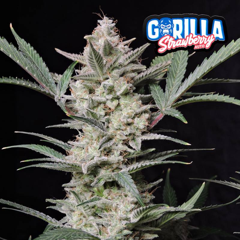 Strawberry Gorilla Auto 5 Stück von Fast Buds