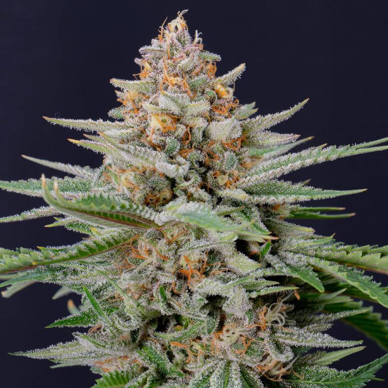 Strawberry Pie Auto 5 Stück von Fast Buds