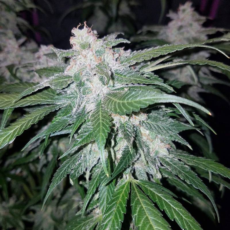 Tangie Auto 5 Stück von Fast Buds