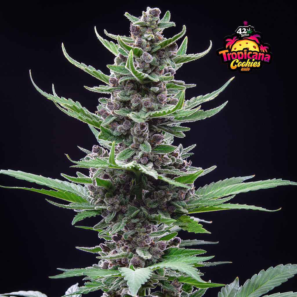 Tropicana Cookies Tropicana Cookies von Fast Buds