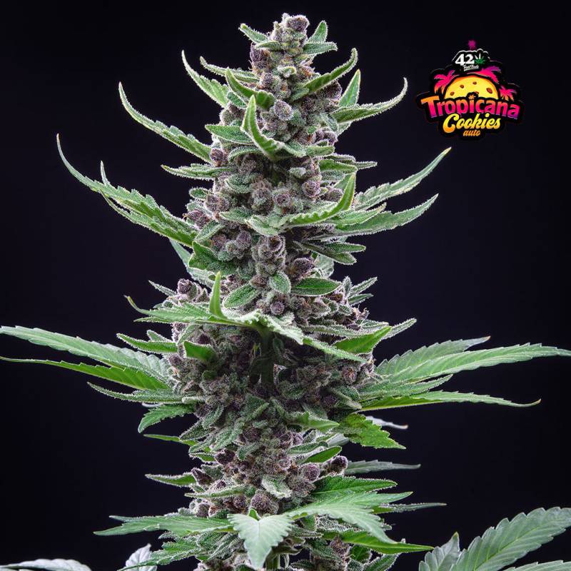 Tropicana Cookies von Fast Buds