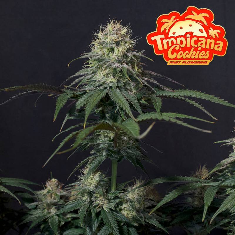 Tropicana Cookies von Fast Buds
