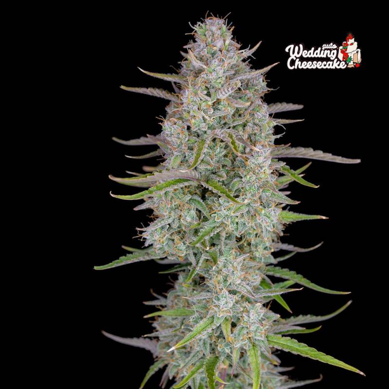 Wedding Cheesecake Wedding Cheesecake von Fast Buds