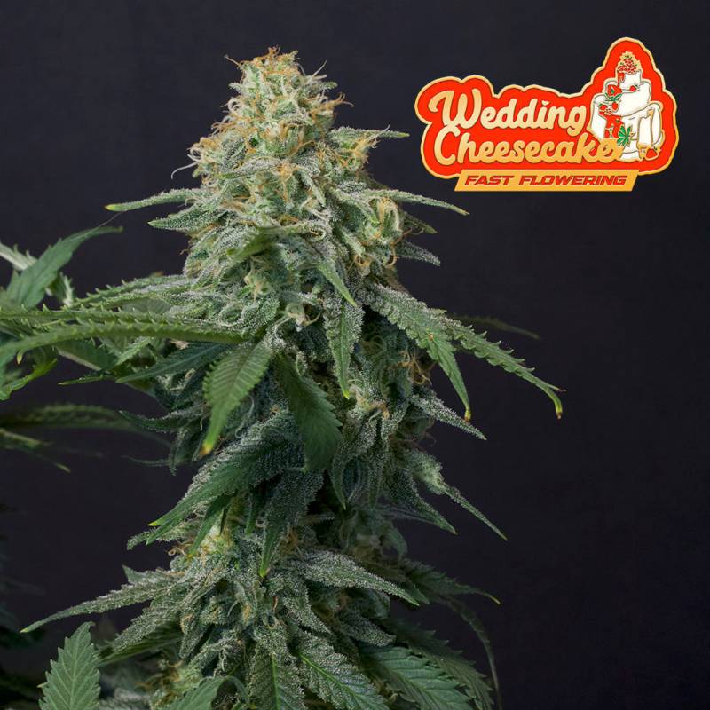 Wedding Cheesecake Wedding Cheesecake von Fast Buds
