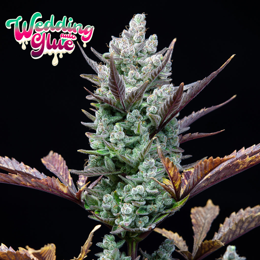Wedding Glue Auto 5 Stück von Fast Buds